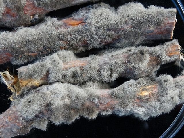 Botrytis Cinerea