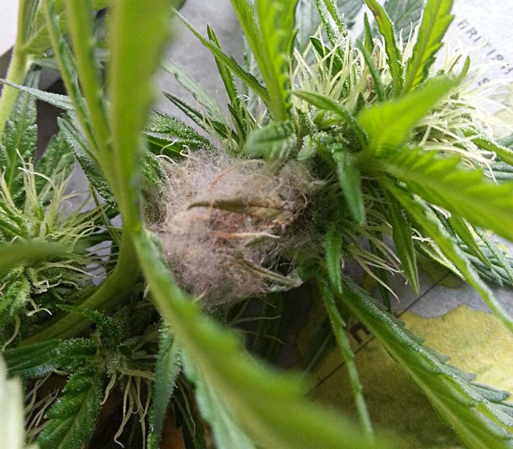 Bud rot is the rotting of marijuana