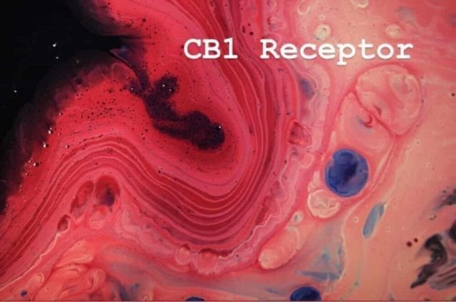 CB1 receptors create marijuana’s psychoactive effects