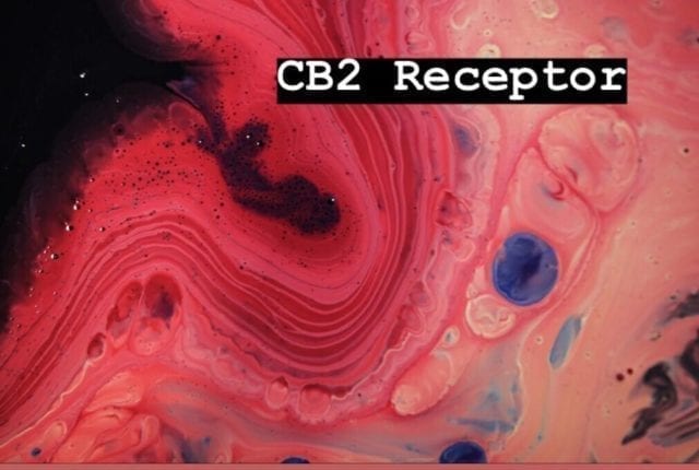 CB2 receptors refer to cannabinoid receptors 2
