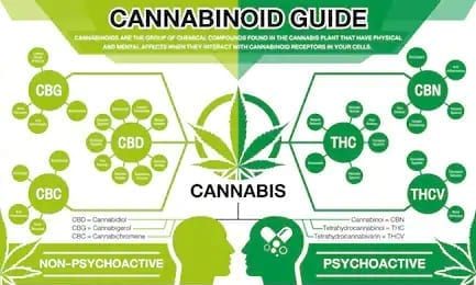 Cannabinoid Guide