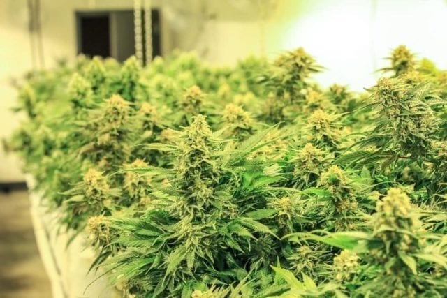 There are at least 133 types of cannabinoids in cannabis