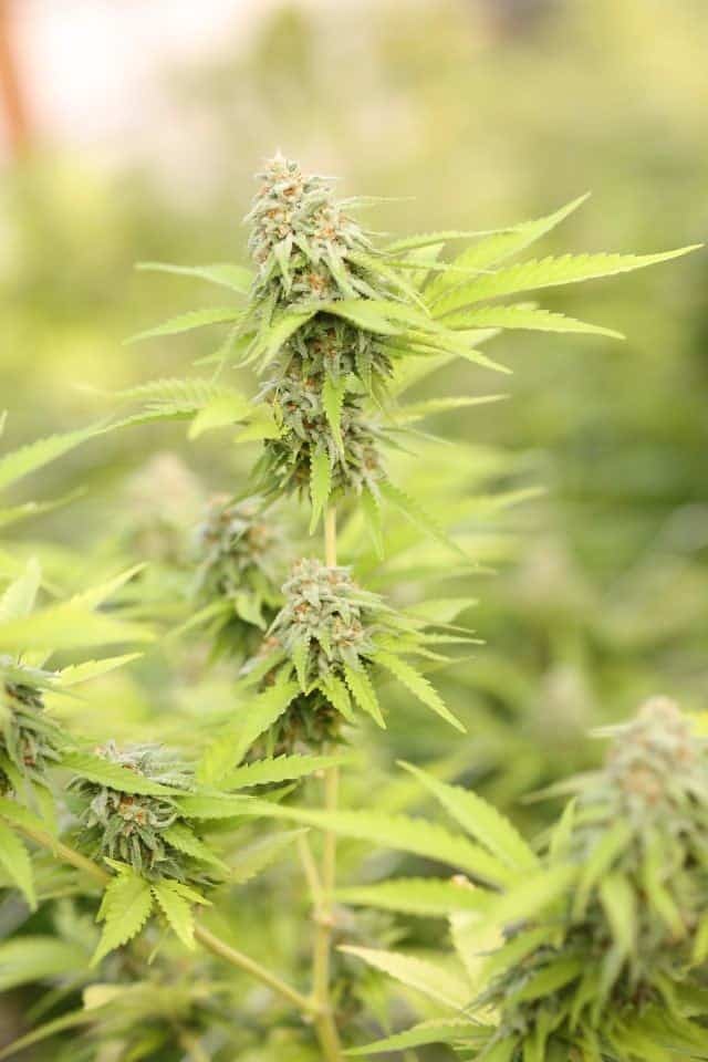 Sativa grows tall in stature with narrow leaves