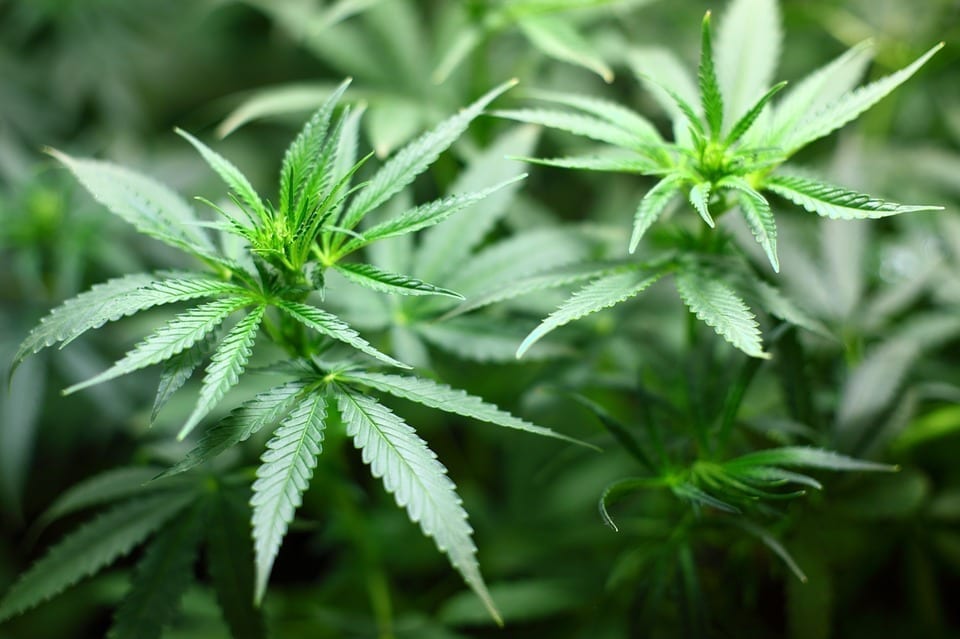 THC creates the psychoactive effects in marijuana and concentrates.
