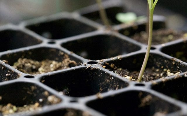 Clone Cannabis Plants