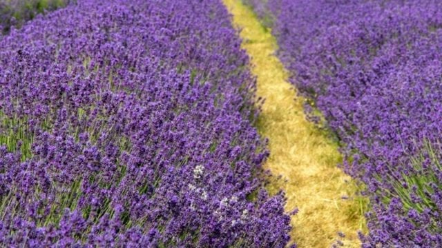 Linalool - A Cannabis Terpene