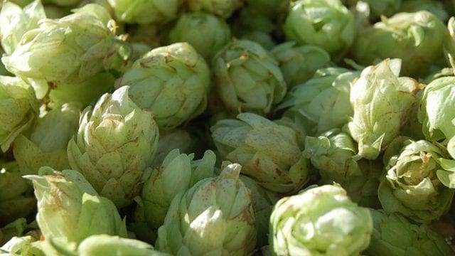 Humulene - A Cannabis Terpene