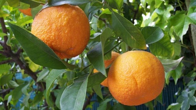 Nerolidol is also known by the names peruviol and penetrol