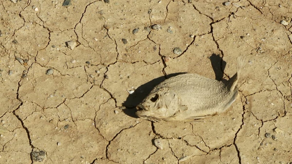 cotton mouth feels this dry