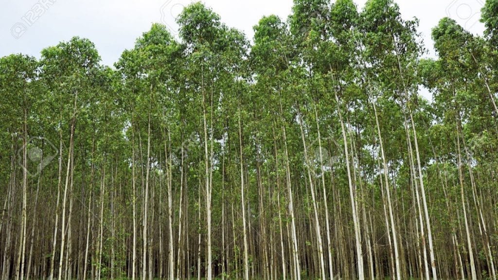 eucalyptol is named after eucalyptus trees