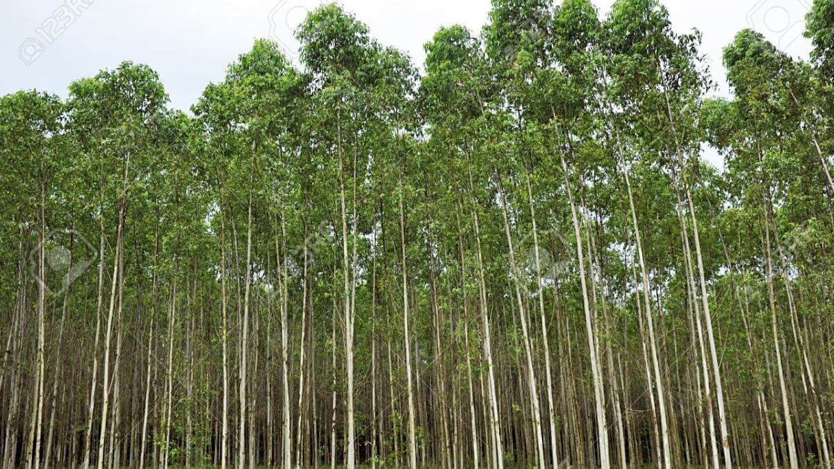 eucalyptol is named after eucalyptus trees