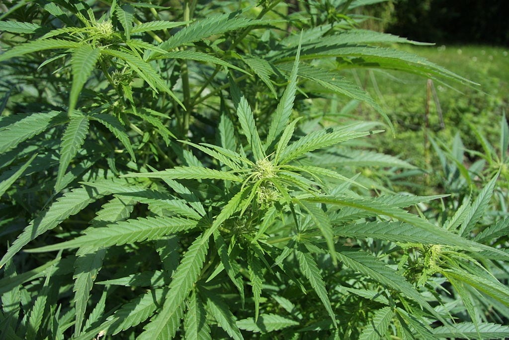 growing hemp